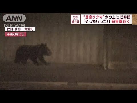 “居座りクマ”木の上に12時間　警察立ち去った後に…街中へ(2023年10月13日)