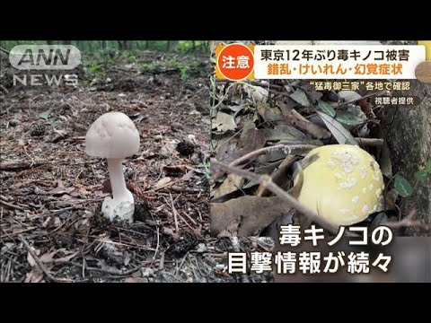 キノコ大量発生　“猛毒御三家”発見　東京で12年ぶり食中毒被害【詳細版】【もっと知りたい！】(2023年10月2日)