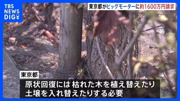 街路樹の原状回復費として約1600万円を請求　東京都がビッグモーターに｜TBS NEWS DIG