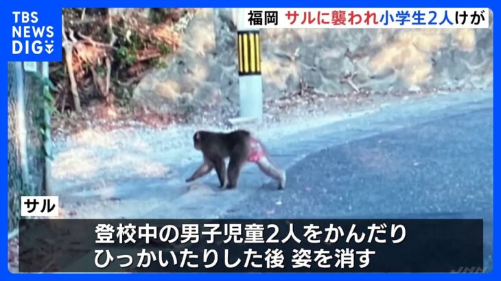 サルに襲われ登校中の小学生2人けが　福岡市南区｜TBS NEWS DIG