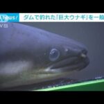 ダム湖で釣れた「巨大ウナギ」を一般公開　島根(2023年10月19日)