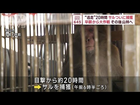 “逃走”20時間 サルついに捕獲 早朝から大作戦 その後山林へ　愛媛・松山(2023年10月11日)