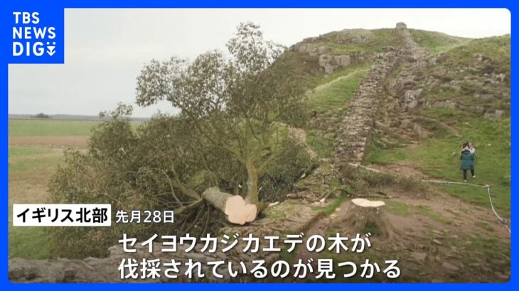 英世界遺産に寄り添う樹齢200年の巨木伐採　｜TBS NEWS DIG