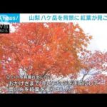 八ケ岳を背景に…東沢大橋で紅葉が見ごろ 山梨(2023年10月28日)