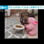 ぬいぐるみと食事する甘えん坊ワンちゃん(2023年10月24日)