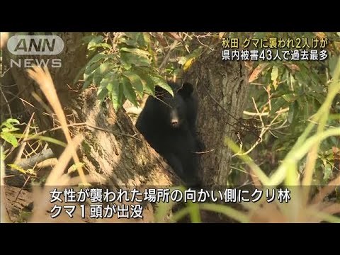 クマに襲われ2人けが　秋田県内の被害43人で過去最多(2023年10月16日)
