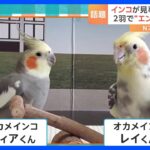 “エンドレスガチャ”？再生回数250万回以上！インコの見事な連係プレー｜TBS NEWS DIG