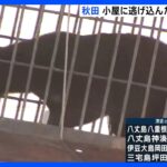 小屋に“立てこもり”クマ3頭　捕獲用おりにかかる　秋田・美郷町｜TBS NEWS DIG