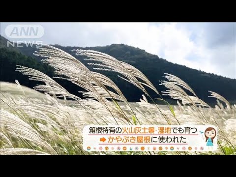 紅葉前の箱根も絶景！ススキ高原に3万粒ガラス芸術…温泉から富士山も【あらいーな】(2023年10月5日)