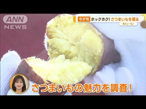 ホックホク！今が旬 さつまいも堀り 3品種を食べ比べ…茎でキンピラも【あらいーな】(2023年10月24日)