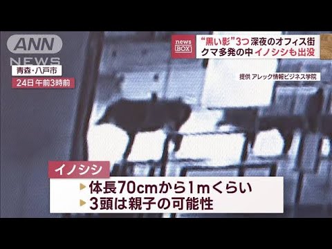 “黒い影”3つ…深夜のオフィス街 クマ多発の中にイノシシも出没(2023年10月26日)