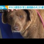 ギネス世界記録に認定「史上最高齢の犬」が31歳で死ぬ(2023年10月23日)