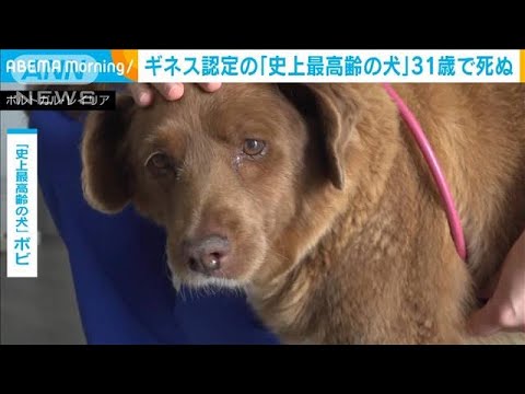 ギネス世界記録に認定「史上最高齢の犬」が31歳で死ぬ(2023年10月23日)