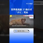 世界最高齢の犬ボビ死ぬ　31歳 | TBS NEWS DIG #shorts