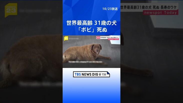世界最高齢の犬ボビ死ぬ　31歳 | TBS NEWS DIG #shorts