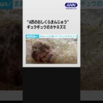 超貴重！カヤネズミ“4匹のおしくらまんじゅう” ススキの穂で編んだ球巣でぬくぬく #shorts