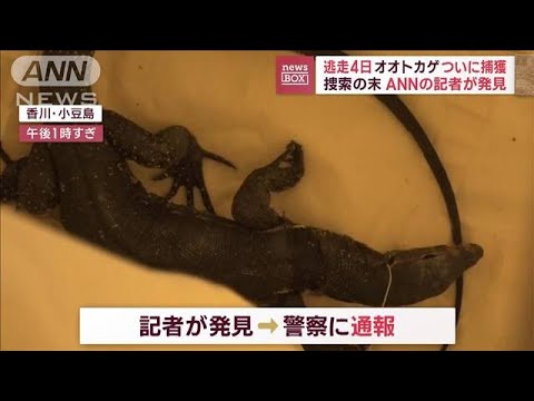 逃走4日　オオトカゲついに捕獲　“首突っ込んで捜索”発見場所は…(2023年10月27日)