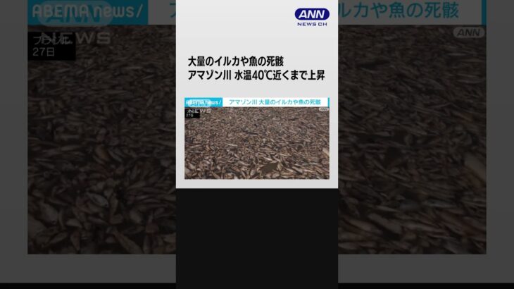 アマゾン川に大量のイルカと魚の死骸 水温40℃近くまで上昇 気候変動影響か ブラジル #shorts