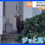 「何でここにいるの？」40年住んでいる住民も驚き…シカにイノシシ、東京にはアライグマまで！野生動物が相次ぎ住宅街に出没｜TBS NEWS DIG
