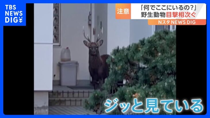 「何でここにいるの？」40年住んでいる住民も驚き…シカにイノシシ、東京にはアライグマまで！野生動物が相次ぎ住宅街に出没｜TBS NEWS DIG