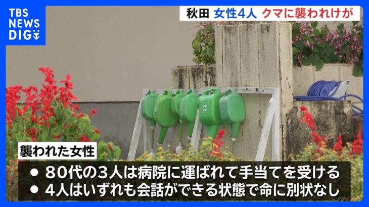 市街地で女性4人がクマに襲われけが　北秋田市｜TBS NEWS DIG