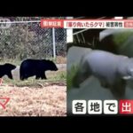 「振り向いたらクマ」恐怖の5分間…衝撃証言　各地で出没“絶滅の地”伊豆半島でも【羽鳥慎一 モーニングショー】(2023年10月26日)