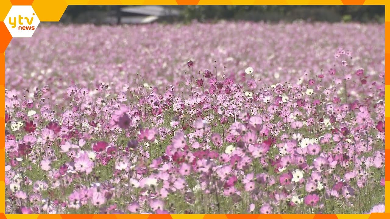 約500万本のコスモスが見ごろ　休耕田を利用して整備された県内最大級の規模　兵庫・丹波市