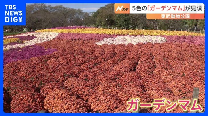 ドーム状の花「ガーデンマム」が見ごろ　約5200株が咲き誇る東武動物公園｜TBS NEWS DIG