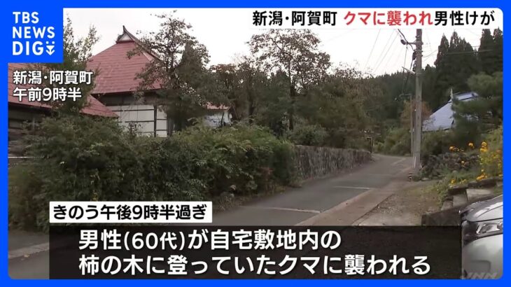 柿の木に登っていたクマに襲われ60代男性けが “うなり声”聞こえた直後に引っかかれる｜TBS NEWS DIG