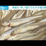 芦ノ湖のワカサギ漁解禁　生育順調な今季は豊漁に期待(2023年10月1日)