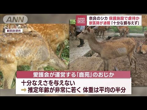奈良のシカ　保護施設で虐待か　獣医師が通報「十分な餌与えず」(2023年10月2日)