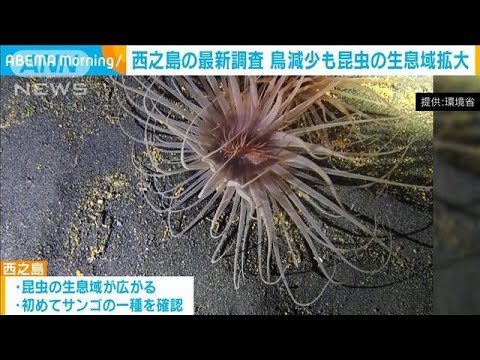 西之島の最新調査映像　鳥が減少 昆虫の生息域拡大(2023年10月3日)