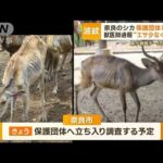 「奈良のシカ」保護団体が虐待？獣医師通報“エサ少なく餓死”　団体反論も市が調査へ(2023年10月3日)
