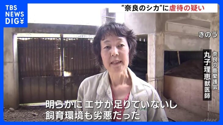 内部通報「餌を与えない」虐待が行われている　奈良公園の鹿の保護活動に取り組む団体｜TBS NEWS DIG