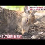 「奈良のシカ」保護施設に立ち入り　“職員による虐待”獣医師が通報(2023年10月3日)