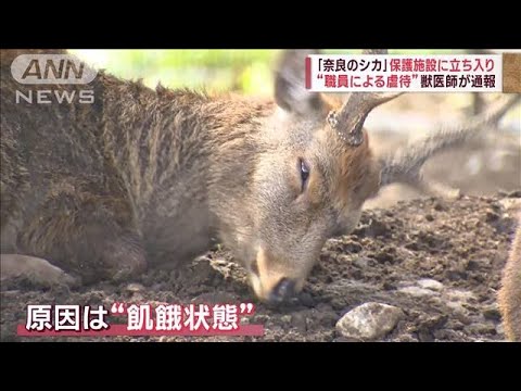 「奈良のシカ」保護施設に立ち入り　“職員による虐待”獣医師が通報(2023年10月3日)