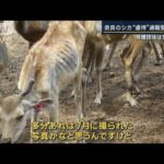 獣医師「肋骨が見えている」奈良のシカ“虐待”通報受け調査…保護団体は完全否定(2023年10月3日)