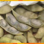 黒大豆の枝豆「紫ずきん」の収穫　粒が大きくモチモチとした食感　猛暑で収穫量は減少　京都・福知山市