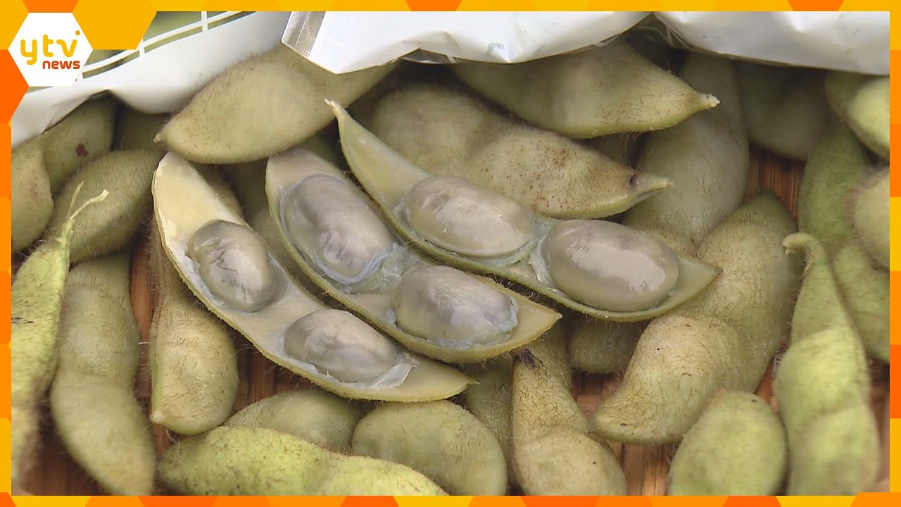 黒大豆の枝豆「紫ずきん」の収穫　粒が大きくモチモチとした食感　猛暑で収穫量は減少　京都・福知山市