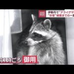 伊勢丹でアライグマ騒動　“珍客”捕獲までの一部始終(2023年10月4日)