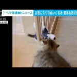 「どうしても遊びたいの！」ぬいぐるみを愛しすぎる猫が悪戦苦闘(2023年10月4日)