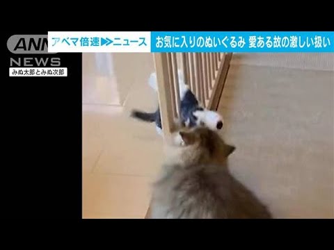 「どうしても遊びたいの！」ぬいぐるみを愛しすぎる猫が悪戦苦闘(2023年10月4日)