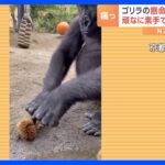 頑なに枝は使わない ゴリラの栗拾い「素手でもちゃんと食べられるもん！」｜TBS NEWS DIG