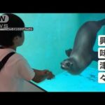 「やった！」男の子が大きく腕を振り上げると…水族館のアシカが“くるりと一回転”(2023年10月6日)