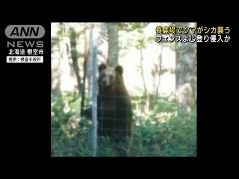 養鹿場でクマがシカ襲う　フェンスよじ登り侵入か(2023年10月6日)