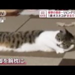 「極楽～！」　猫なのに…　まさかの寝方に飼い主さん「猫だよね？」(2023年10月6日)