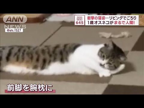 「極楽～！」　猫なのに…　まさかの寝方に飼い主さん「猫だよね？」(2023年10月6日)