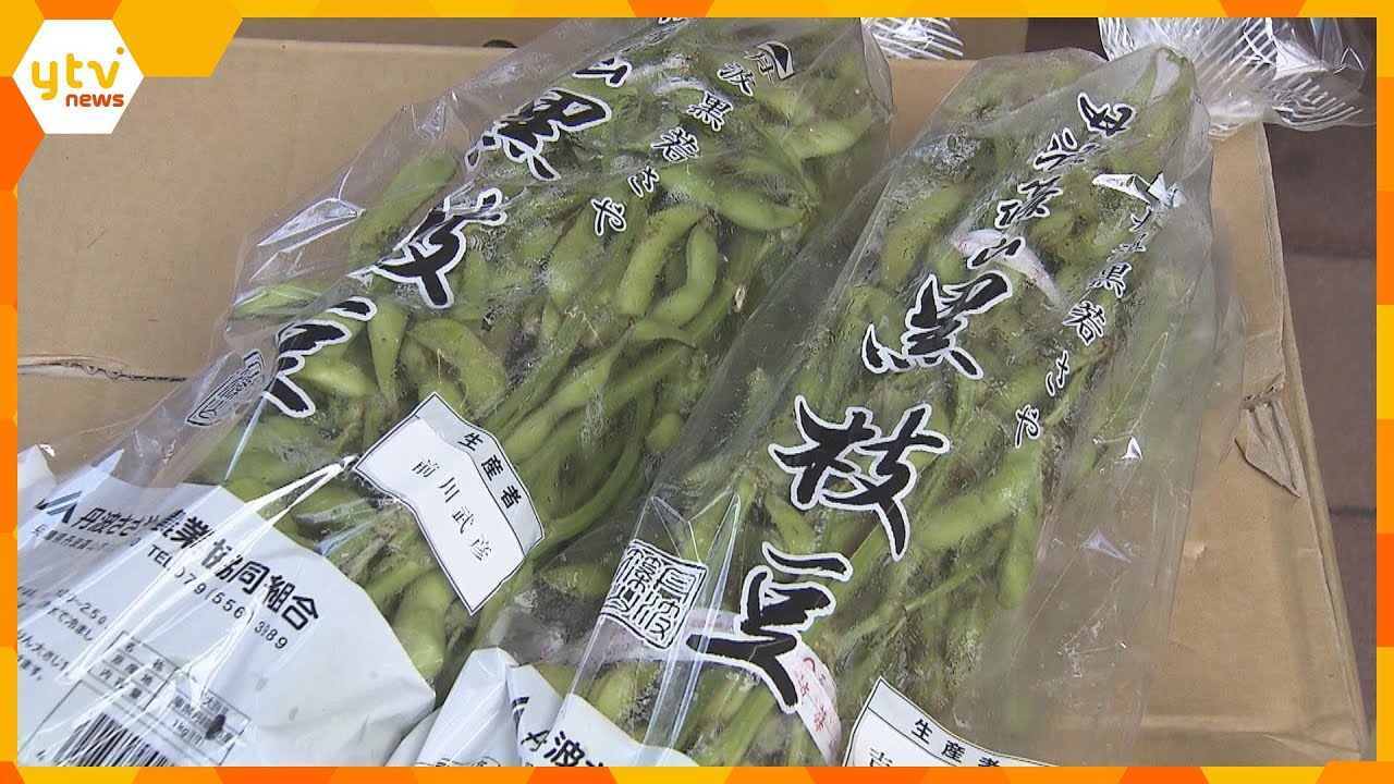 大粒で強い甘みが特徴「丹波篠山黒枝豆」出荷始まる　販売解禁の７日は直売所に行列も　丹波篠山市