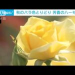 神代植物公園 甘い香りに包まれて…秋のバラ見頃 約300品種5000株 東京・調布市(2023年10月7日)