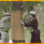 一足早く冬支度　わらで編んだこもを巻き付ける恒例『こも巻き』松の木を害虫から守るため　福知山市